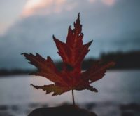 De overgang van de herfst naar de winter gezien vanuit de Chinese geneeskunde