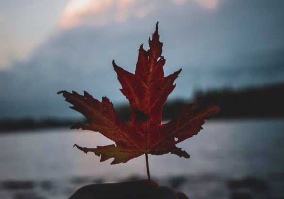 De overgang van de herfst naar de winter gezien vanuit de Chinese geneeskunde