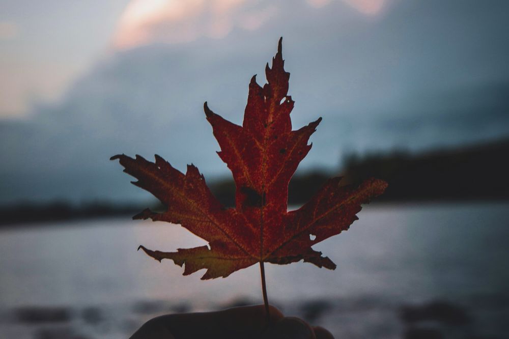 De overgang van de herfst naar de winter gezien vanuit de Chinese geneeskunde