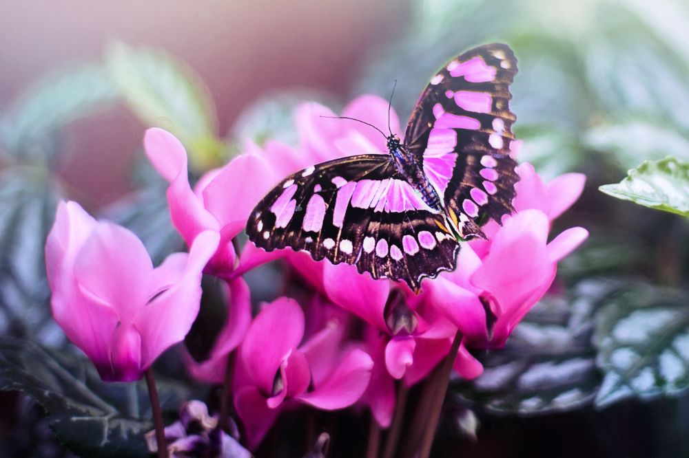 Spirituele betekenis van de vlinder: wat betekent het als er een vlinder op je pad komt?