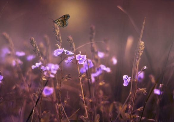 De spirituele betekenis van lila: dit betekent het voor jou