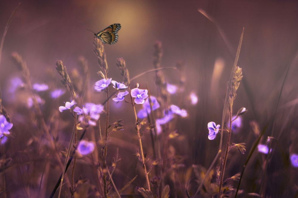 De spirituele betekenis van lila: dit betekent het voor jou