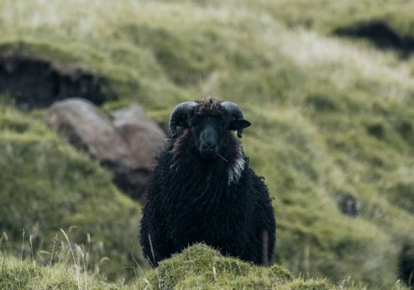 Word jij behandeld als het zwarte schaap van de familie? Dit zijn 9 kenmerken