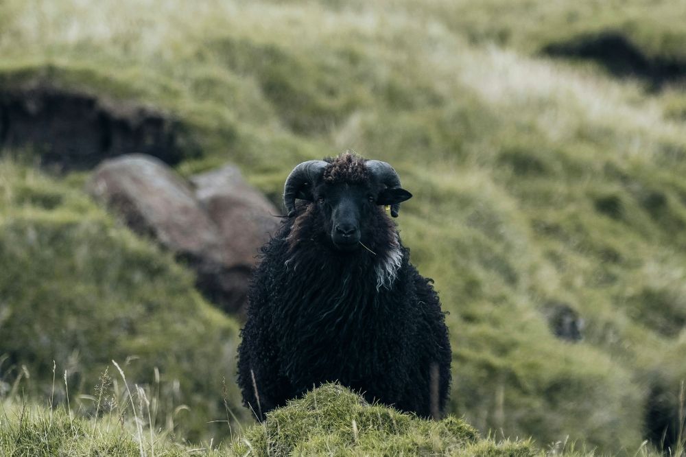 Word jij behandeld als het zwarte schaap van de familie? Dit zijn 9 kenmerken